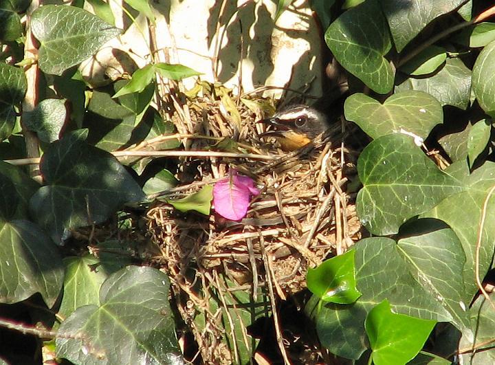 Janfrederik op eiers.JPG